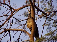  A Peahen near Taxila